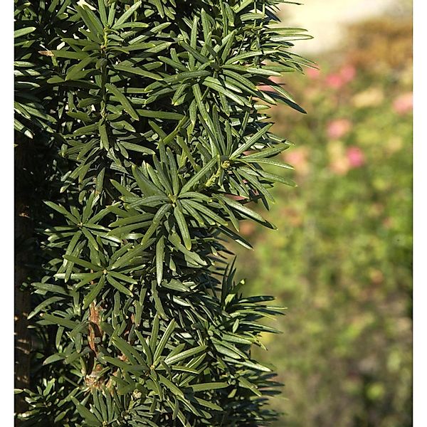 Säuleneibe 20-25cm - Taxus baccata Fastigiata Robusta günstig online kaufen