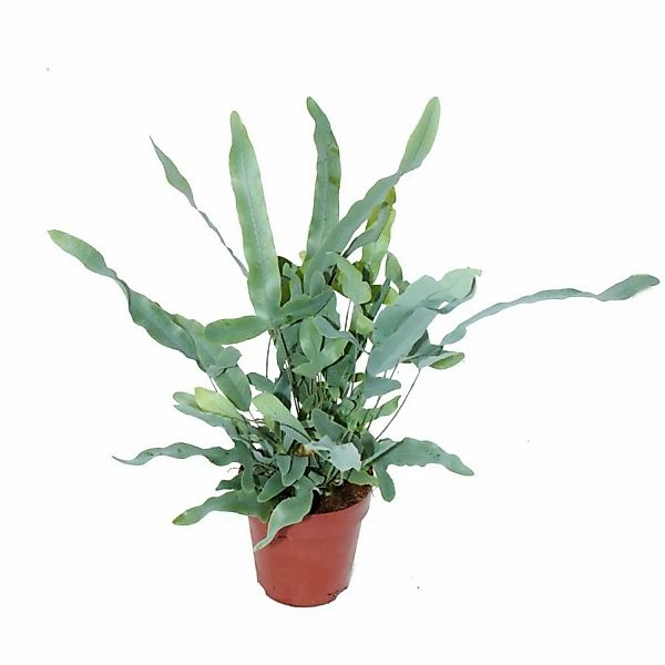 Exotenherz Goldtüpfelfarn Blue Star Phlebodium Aureum 12cm günstig online kaufen