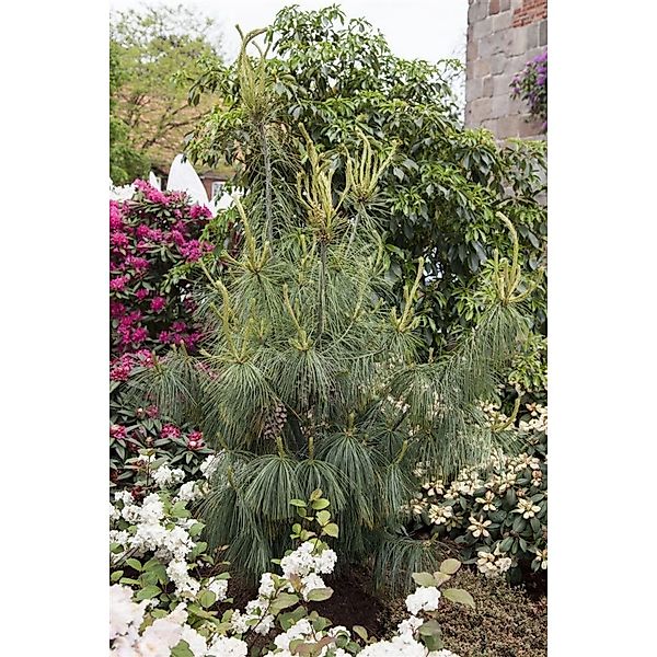 Pinus Schwerinii Kiefer 150–175 cm günstig online kaufen