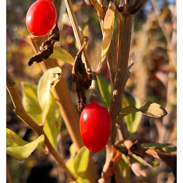 Goji Big Lifeberry 60 - 80 cm Lycium barbarum günstig online kaufen