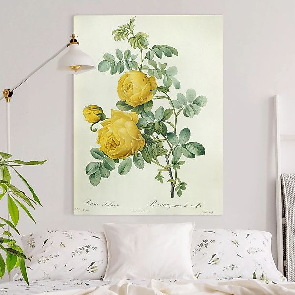 Leinwandbild Blumen - Hochformat Pierre Joseph Redouté - Rosa Sulfurea günstig online kaufen