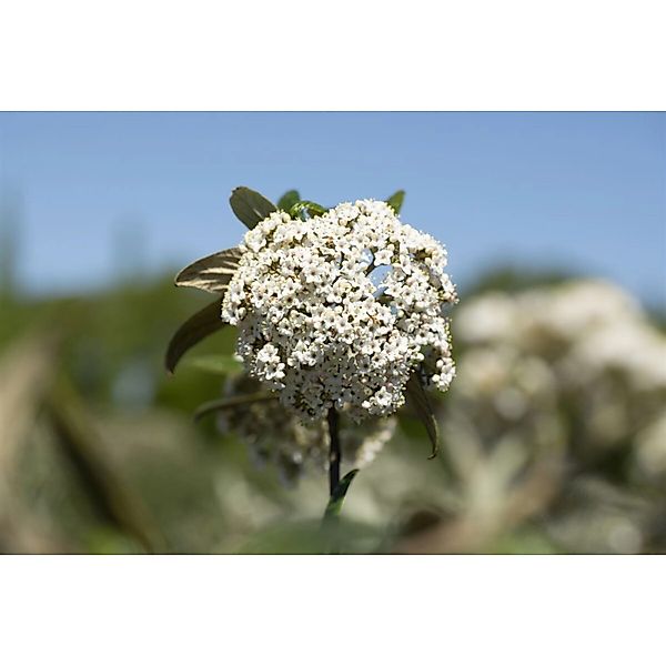 Viburnum Pragense Immergrün 30–40 cm günstig online kaufen