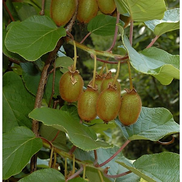 Selbstfruchtende Kiwi Issai 100-125cm - Actinidia arguta günstig online kaufen