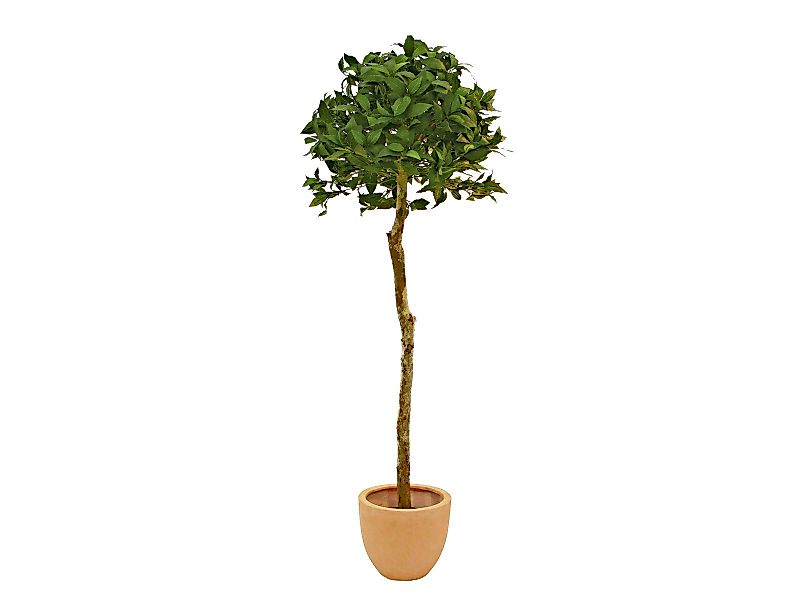 Kunstbaum EUROPALMS Lorbeerkugelbaum, Kunstpflanze, 180cm, EUROPALMS, günstig online kaufen