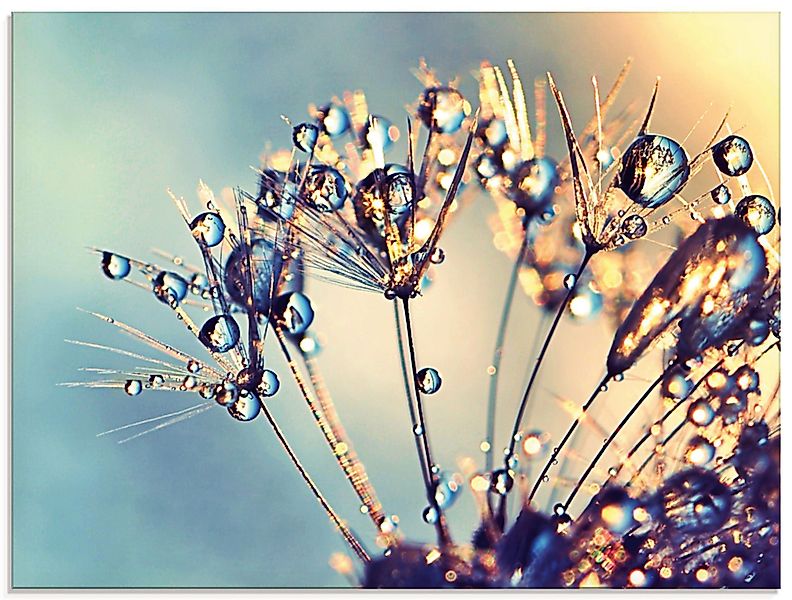 Artland Glasbild Pusteblume Glitzertau, Blumen (1 günstig online kaufen
