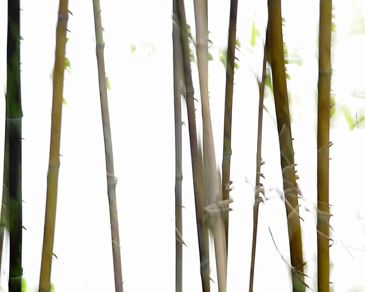 Fototapete "Bambus" 4,00x2,50 m / Glattvlies Brillant günstig online kaufen