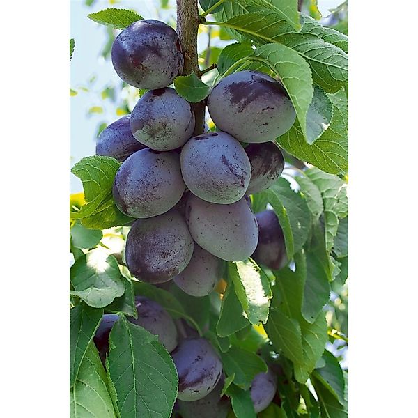 Prunus Domestica Hauszwetsche Zwetschge CAC 150-200cm günstig online kaufen