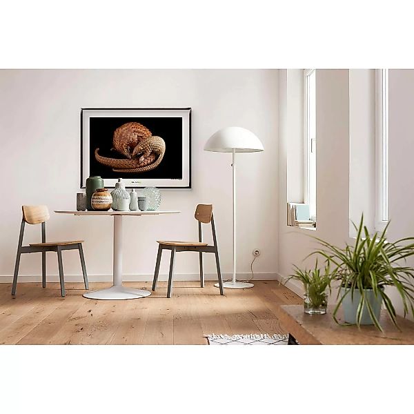 KOMAR Wandbild - White Bellied Pangolin - Größe: 70 x 50 cm mehrfarbig Gr. günstig online kaufen