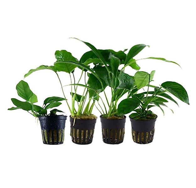 Aquaone Wasserpflanze Pflanzen Set mit 4 Anubias Aquariumpflanzen Set Nr.13 günstig online kaufen