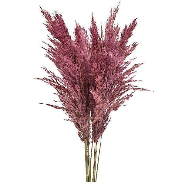 Trockenblume Trockengras Riedgras Altrosa Deko 75cm günstig online kaufen