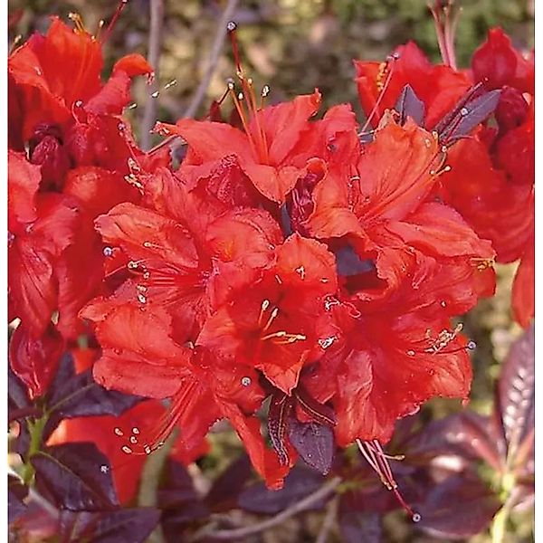 Azalee Royal Command 60-70cm - Rhododendron,uteum - Alpenrose günstig online kaufen