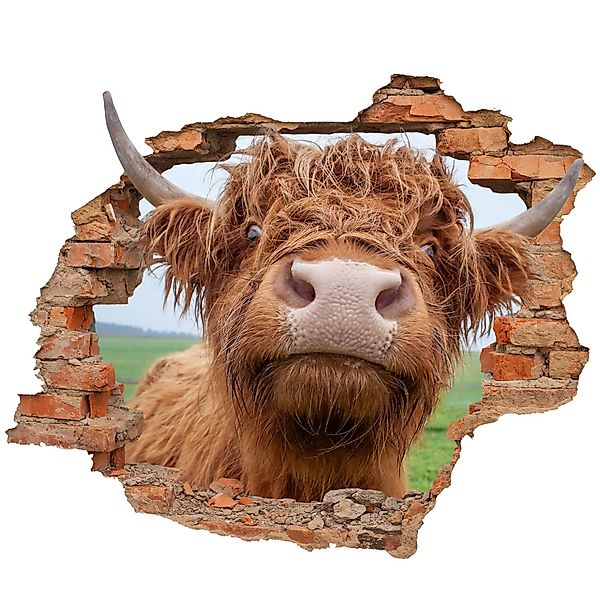 WallSpirit Wandtattoo Wanddurchbruch "Hochlandrind", Selbstklebend, rücksta günstig online kaufen