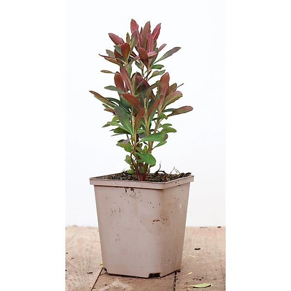 Euphorbia Amygdaloides Purpurea Mandelblättrige Wolfsmilch Ca 11x11 cm Topf günstig online kaufen