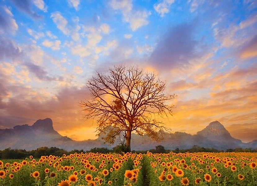 Papermoon Fototapete »Sunflower Field« günstig online kaufen