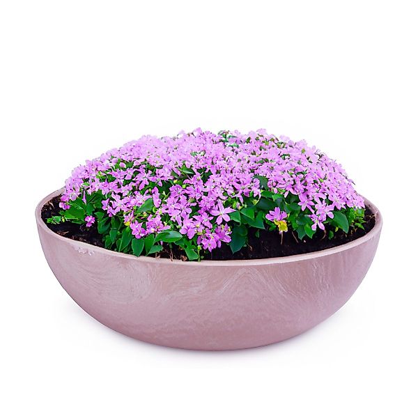 matches21 HOME & HOBBY Blumentopf Pflanzschale günstig online kaufen