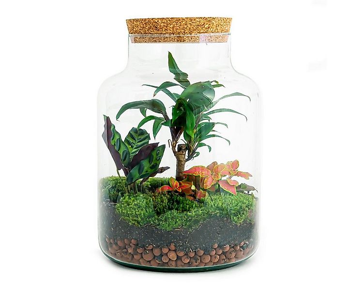 Exotenherz Zimmerpflanze Flaschengarten "Milky" - DIY-Pflanzenterrarium - 3 günstig online kaufen