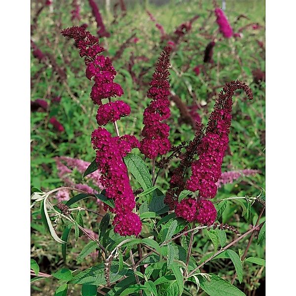 Buddleja Schmetterlingsstrauch 'Sugar Plum' Neuheit Rot ® 40-60 cm günstig online kaufen