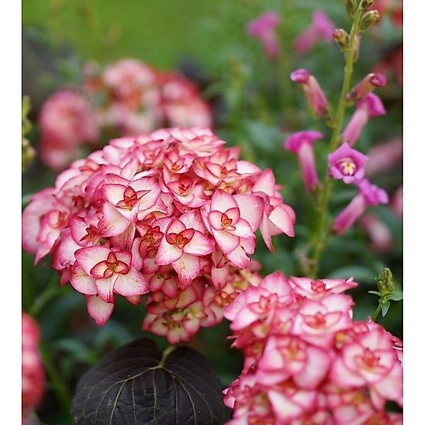 Bauernhortensie Miss Saori 30-40cm - Hydrangea macrophylla günstig online kaufen