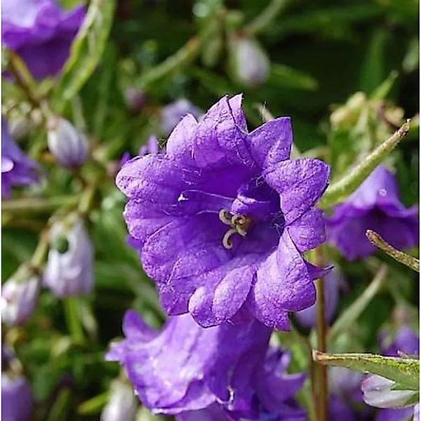Nesselglockenblume Bernice - Campanula trachelium günstig online kaufen