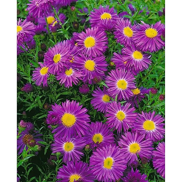 Aster Novi-belgii Violetta Glattblattaster Ca. 11x11 cm Topf günstig online kaufen