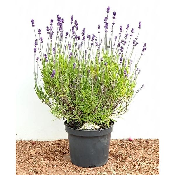 Lavandula Angustifolia Echter Lavendel 2 Liter Container günstig online kaufen