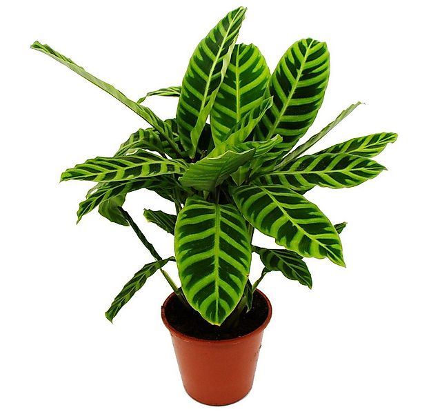 Exotenherz Zimmerpflanze Gestreifte XXL-Schattenpflanze Calathea zebrina 19 günstig online kaufen