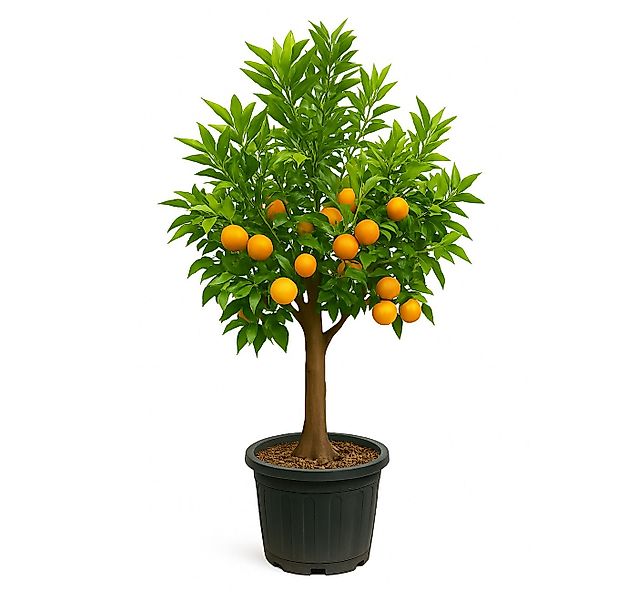 Palms-Store Clementinenbaum Mandarinenbaum 30/40, Höhe ca. 180cm, Exklusive günstig online kaufen