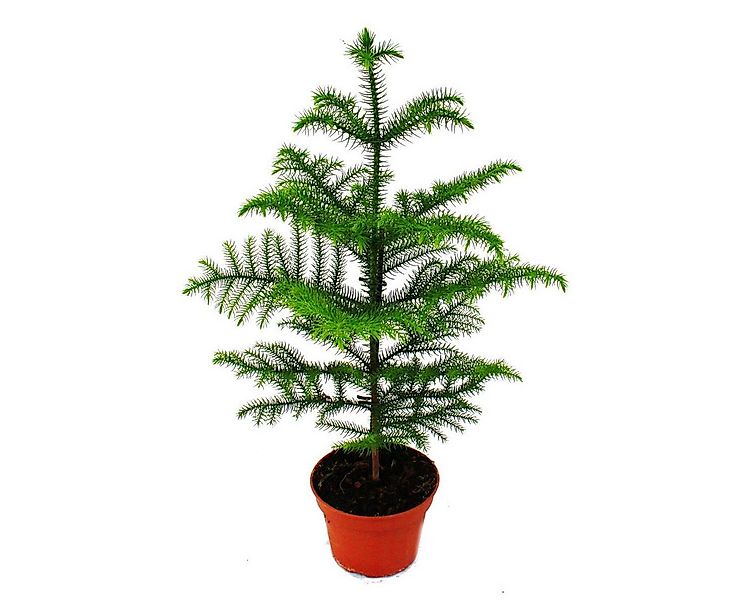Exotenherz Zimmerpflanze Zimmertanne - Araucaria heterophylla - 15cm Topf - günstig online kaufen