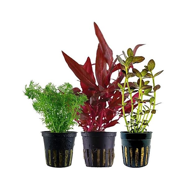 Aquaone Wasserpflanze Pflanzen Set mit 3 Mittelgrund Wasserpflanzen Nr.228 günstig online kaufen