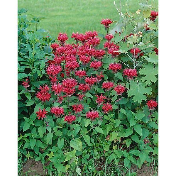 Monarda Fistulosa Cambridge Scarlet Wilde Bergamotte Ca. 11x11 cm Topf günstig online kaufen