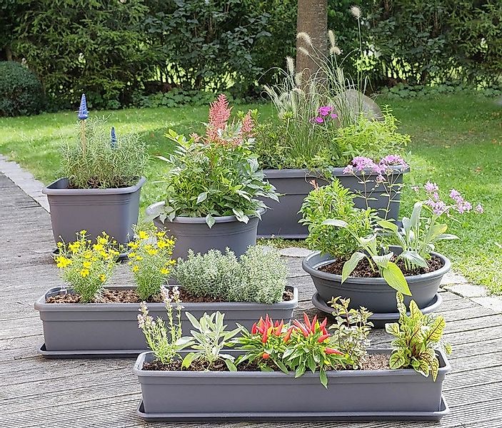 Floralo e. K. Blumentopfuntersetzer Kunststoff-Untersetzer für günstig online kaufen