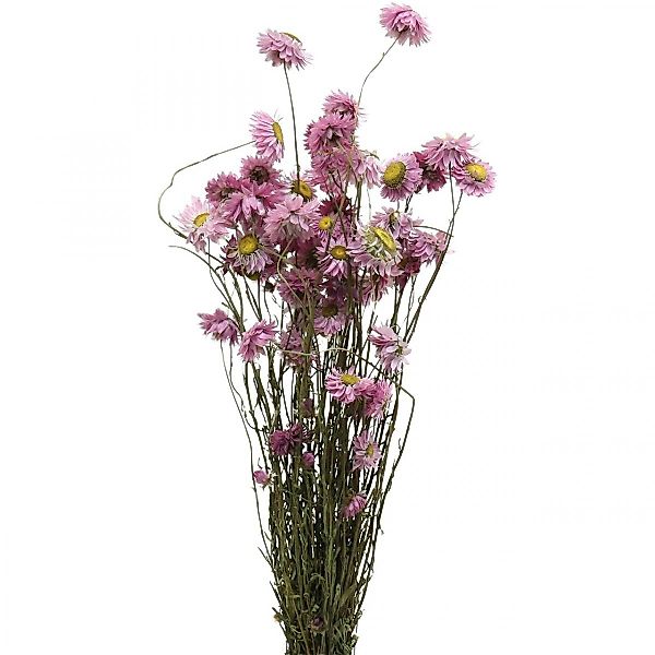 Trockenblume Rosa Strohblumen Trockenblumen Bund 20g günstig online kaufen