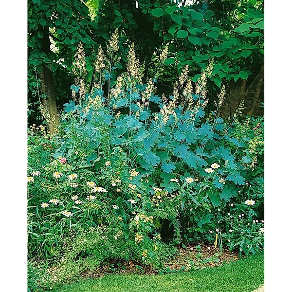 Macleaya Cordata Var.cordata Federmohn Ca. 11x11 cm Topf günstig online kaufen