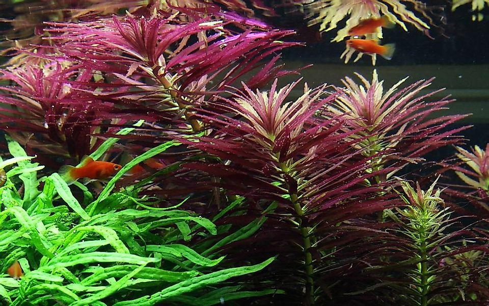 Aquaone Wasserpflanze Aquarium Pflanze Limnophila hippuridoides Nr.047C günstig online kaufen