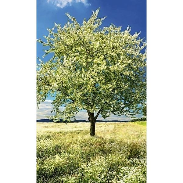 Fototapete BLOSSOM TREE | MS-2-0096 | Grün | Digitaldruck auf Vliesträger günstig online kaufen