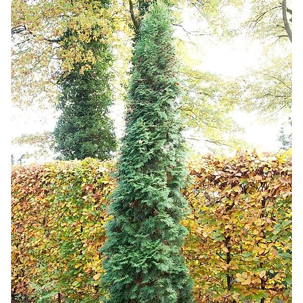 Säulen Lebensbaum 100-125cm - Thuja occidentalis günstig online kaufen
