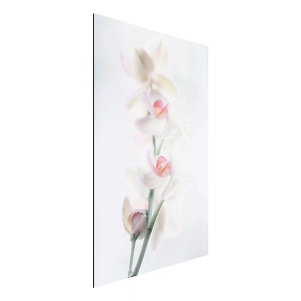 Alu-Dibond Bild Blumen - Hochformat 2:3 Zerbrechliche Orchidee günstig online kaufen