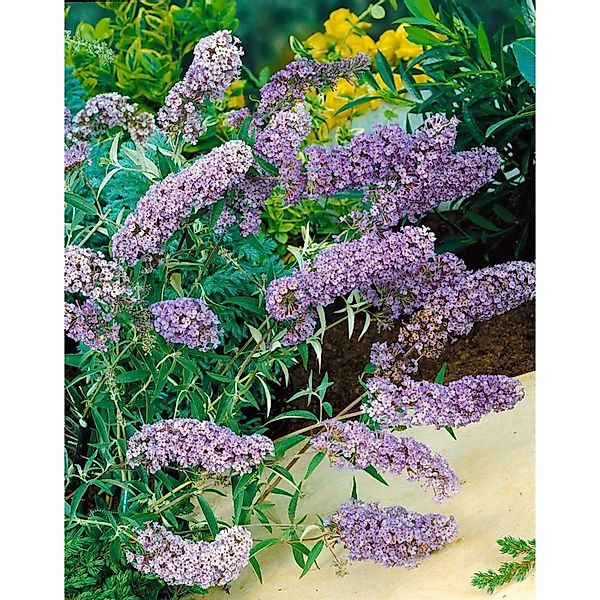 Buddleja Davidii Schmetterlingsstrauch Sophie 40-60 cm günstig online kaufen