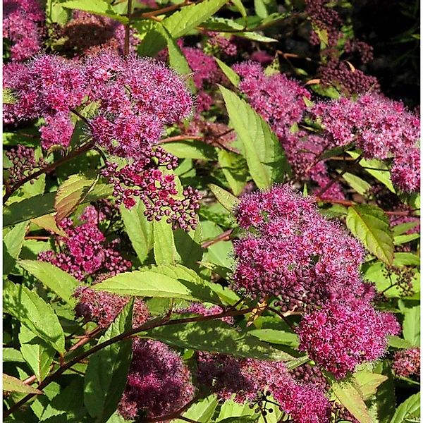 Sommerspierstrauch Double Play Red 30-40cm - Spiraea japonica günstig online kaufen