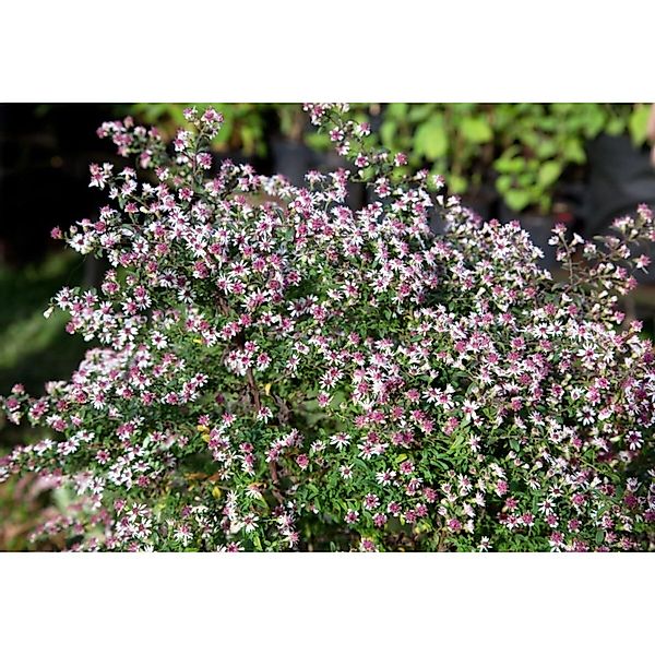 Aster Lateriflorus Horiz.'prince' Glattblattaster Ca. 11x11 cm Topf günstig online kaufen