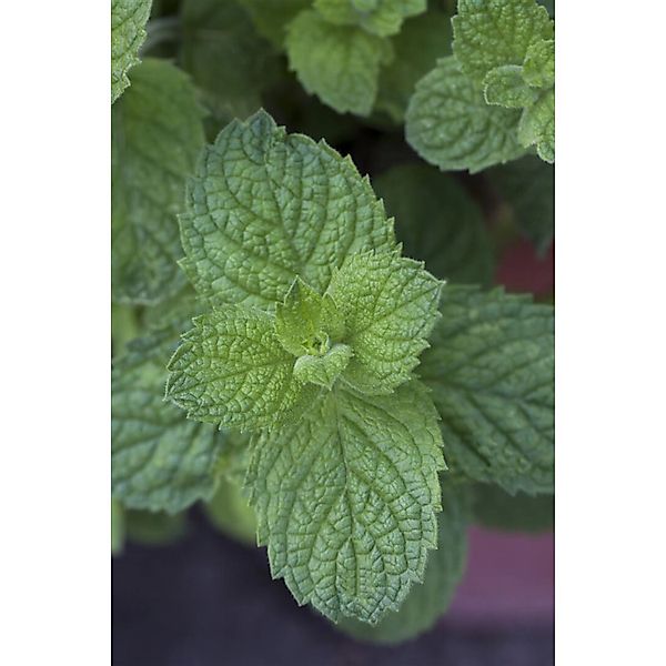 Mentha Suaveolens Apfelminze Ca. 9x9 cm Topf günstig online kaufen