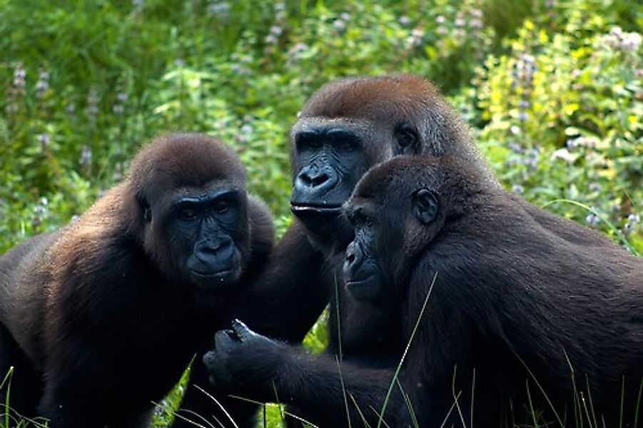 Papermoon Fototapete »Gorilla-Treffen« günstig online kaufen