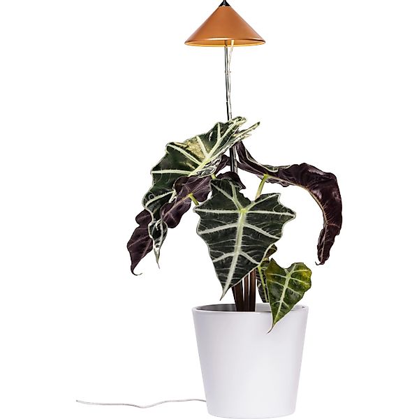 PARUS Pflanzenlampe Indoor plants, Leuchtmittel für Pflanzen, Teleskopstab günstig online kaufen