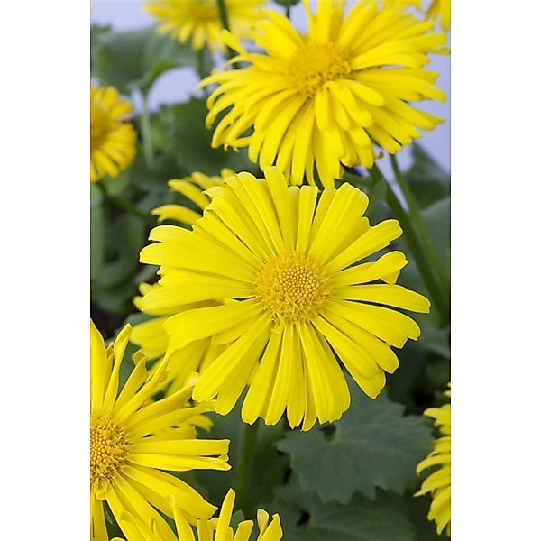 Doronicum Orientale Magnificum Gemswurz Ca. 9x9 cm Topf günstig online kaufen