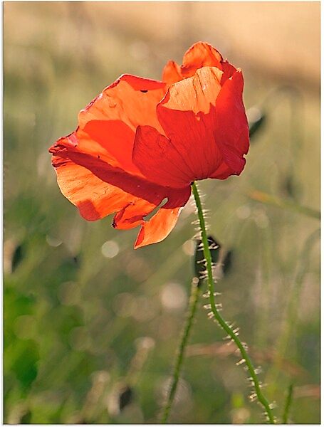 Artland Wandbild "Mohnblume", Blumen, (1 St.), als Alubild, Outdoorbild in günstig online kaufen