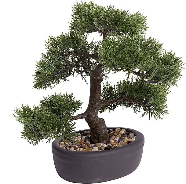 Kunstbonsai Ceder Bonsai Ceder, Botanic-Haus, Höhe günstig online kaufen