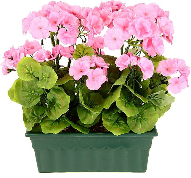 Kunstblume Geranie, my home, Höhe 36 cm, Im Kasten günstig online kaufen