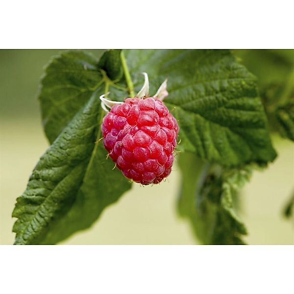 Rubus Idaeus Preussen II Himbeere 30–40 Cm günstig online kaufen