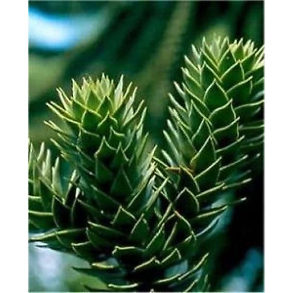 Chilenische Schmucktanne Andentanne 25-30cm - Araucaria araucana günstig online kaufen