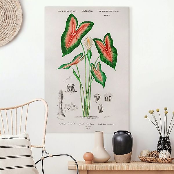 Leinwandbild Botanik Vintage Illustration Tropische Pflanze I günstig online kaufen